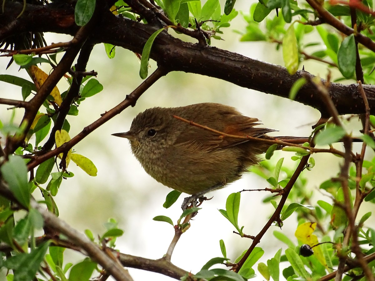 Sharp-billed Canastero - ML641121710