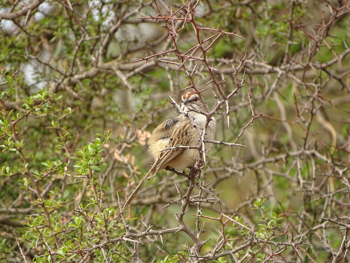Chaco Sparrow - ML641121718