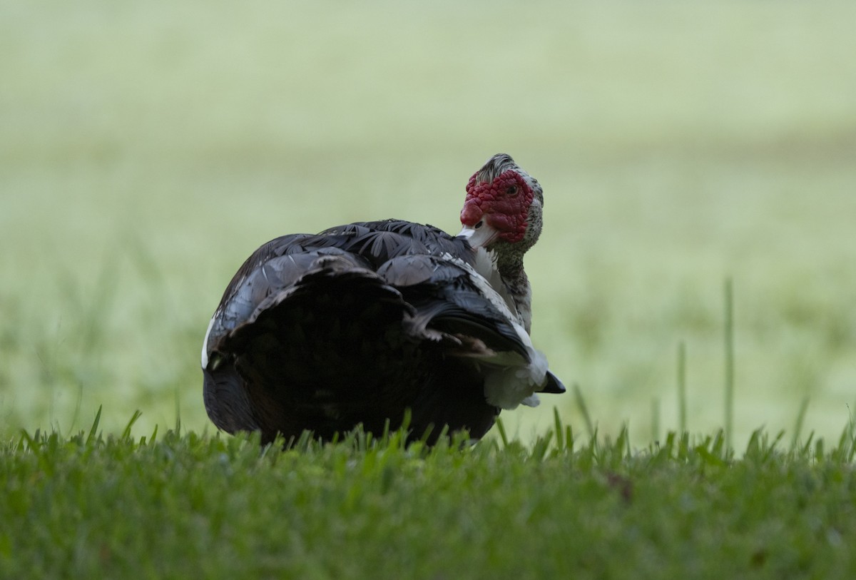 Muscovy Duck (Domestic type) - ML641121744