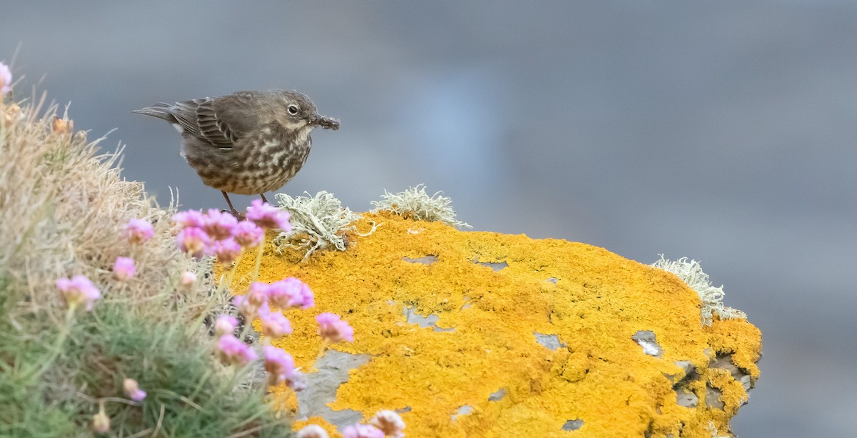 Rock Pipit - ML641121757