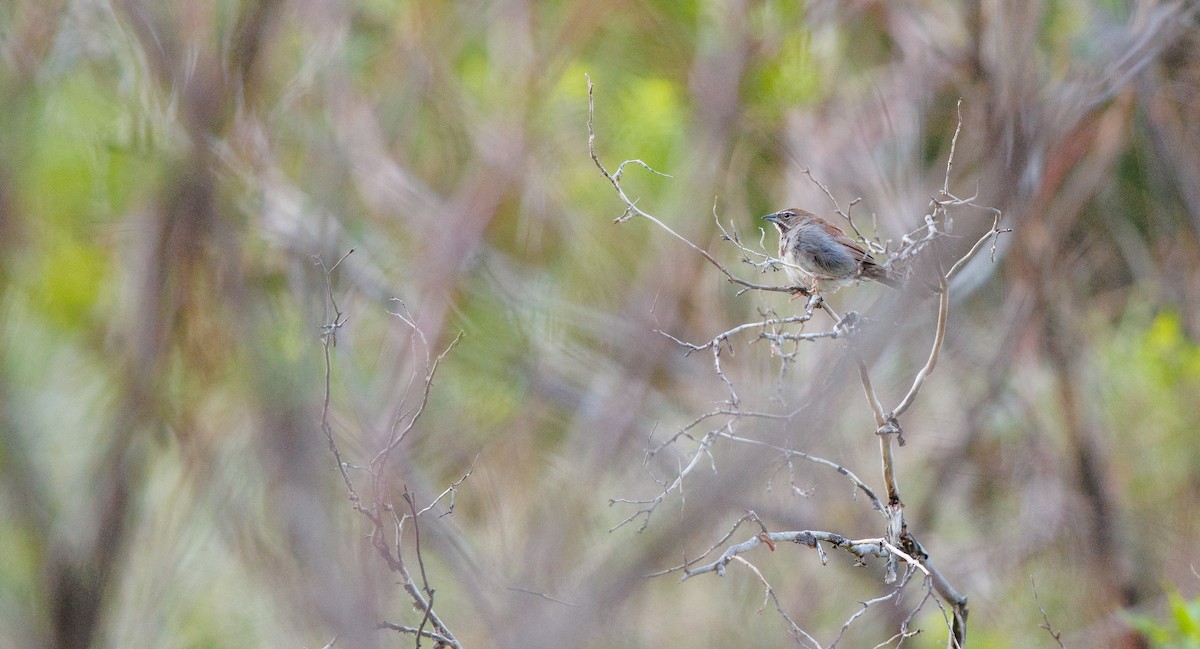 Five-striped Sparrow - ML641121778