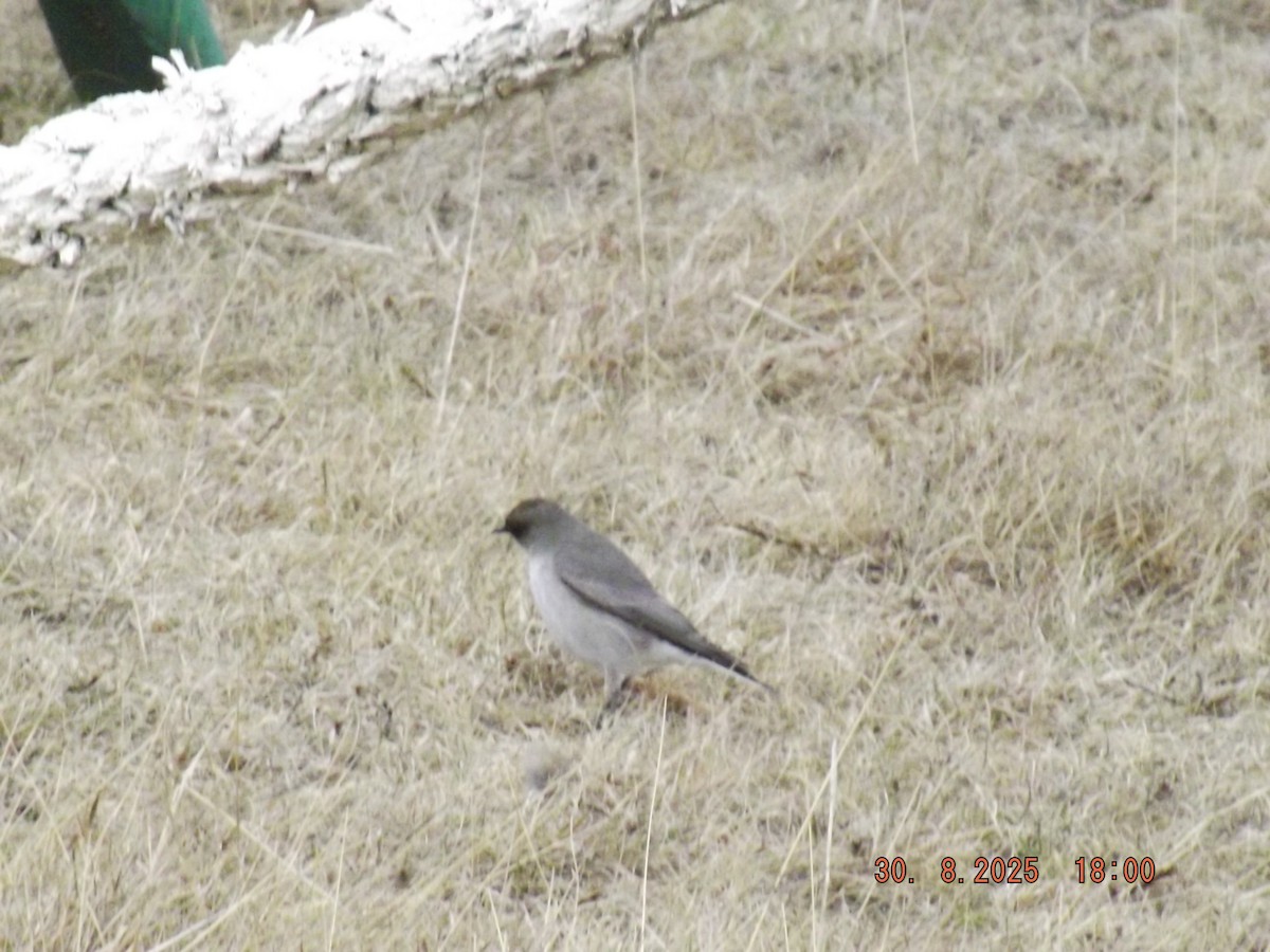Dark-faced Ground-Tyrant - ML641121832