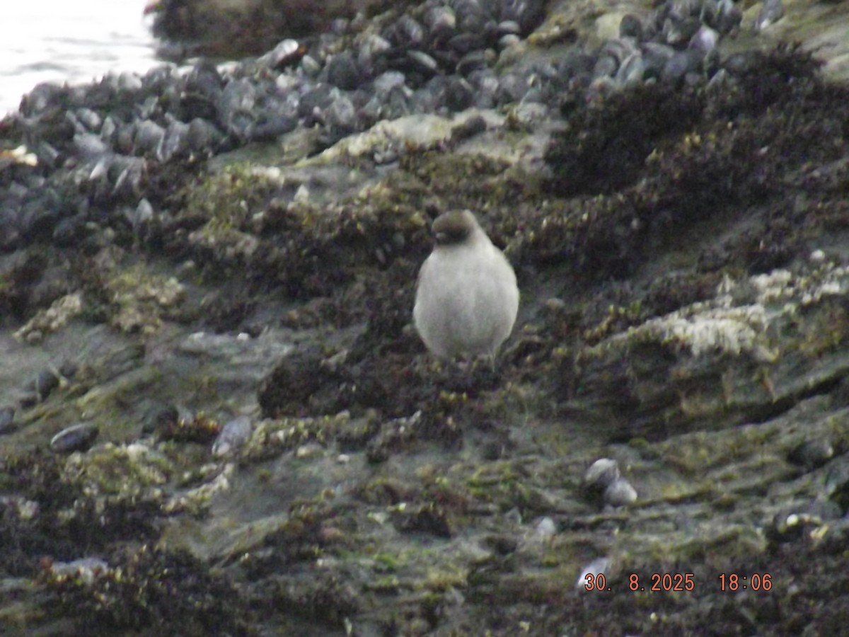 Dark-faced Ground-Tyrant - ML641121834