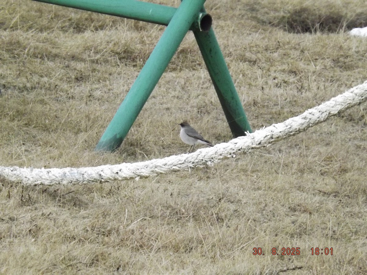 Dark-faced Ground-Tyrant - ML641121836