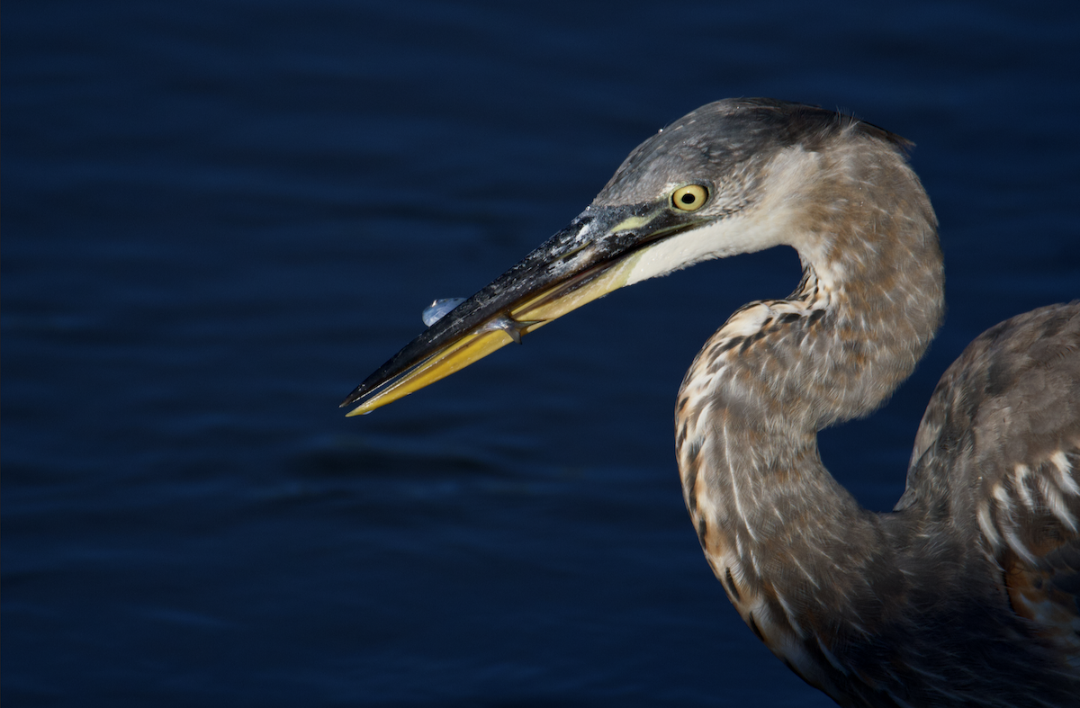 Great Blue Heron - ML641121837