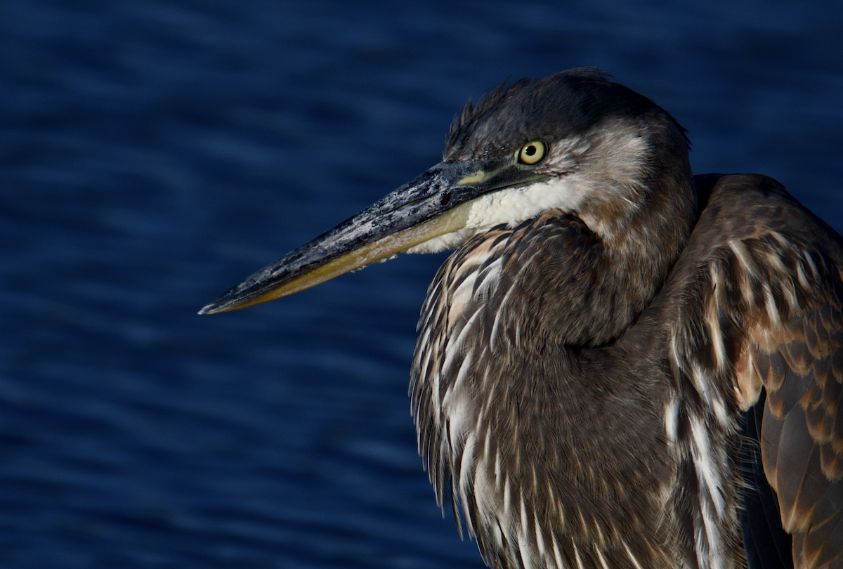 Great Blue Heron - ML641121838