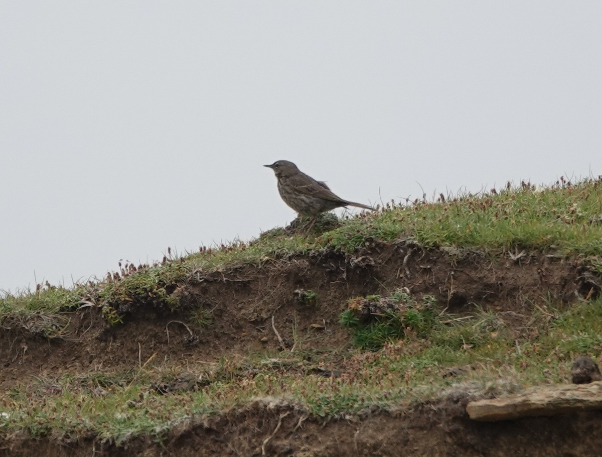 Rock Pipit - ML641121848