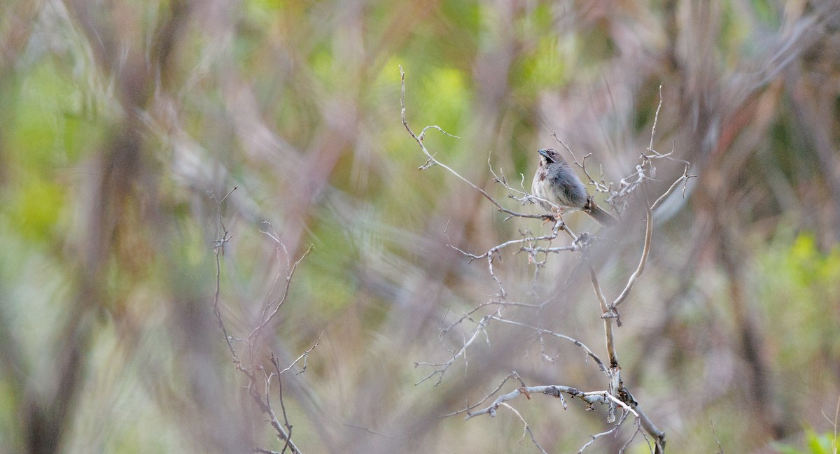 Five-striped Sparrow - ML641121859