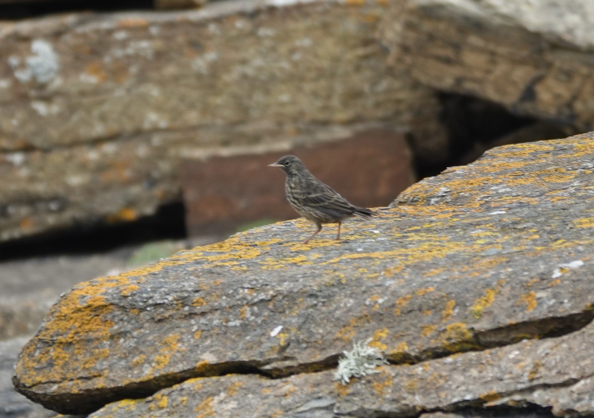 Rock Pipit - ML641121862