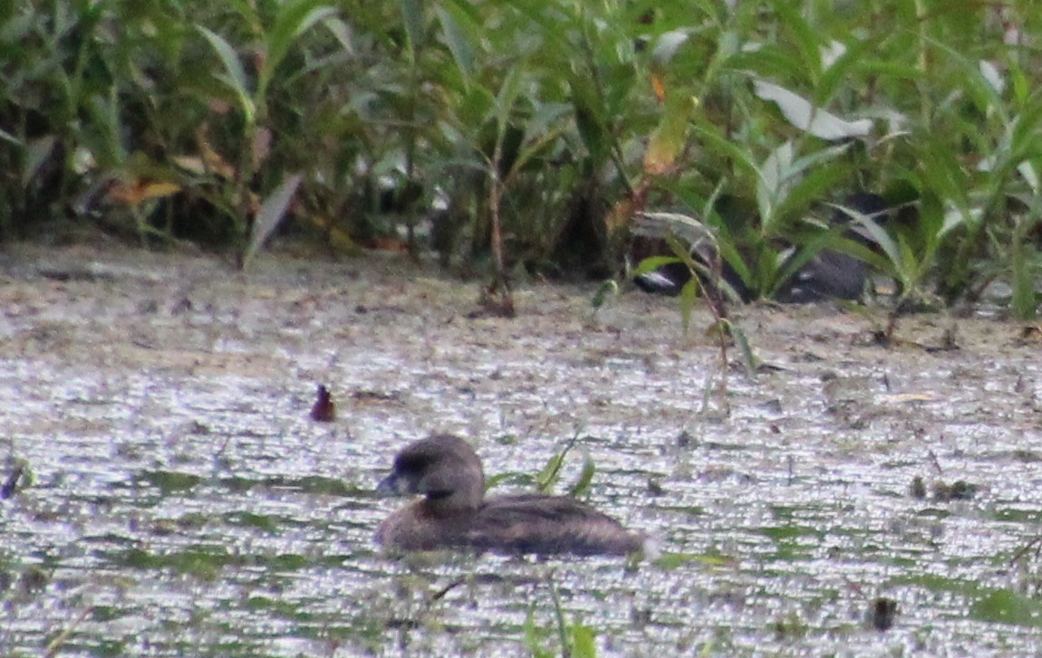 Pied-billed Grebe - ML641121868