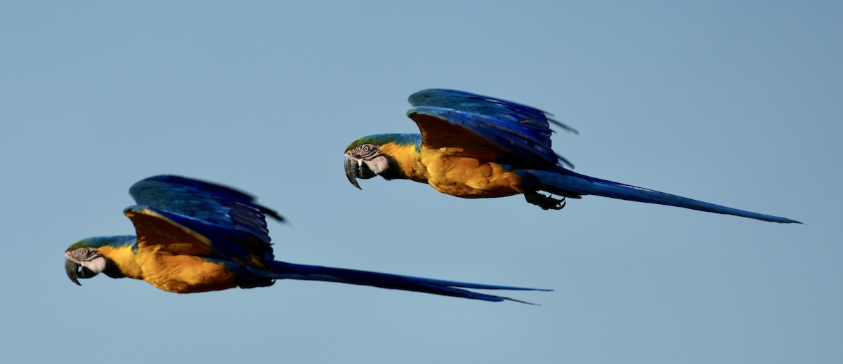 Blue-and-yellow Macaw - ML641121872