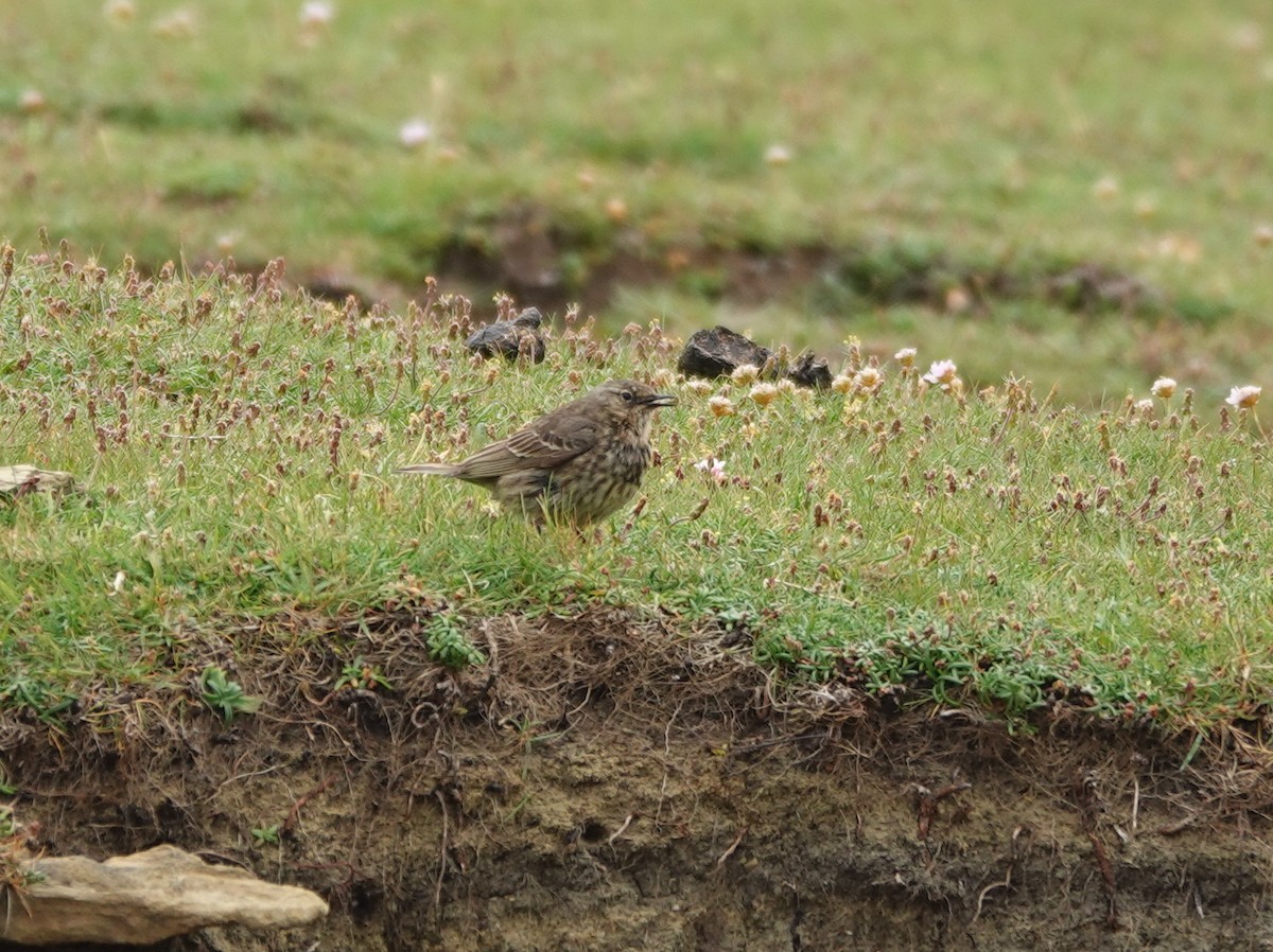 Rock Pipit - ML641121875
