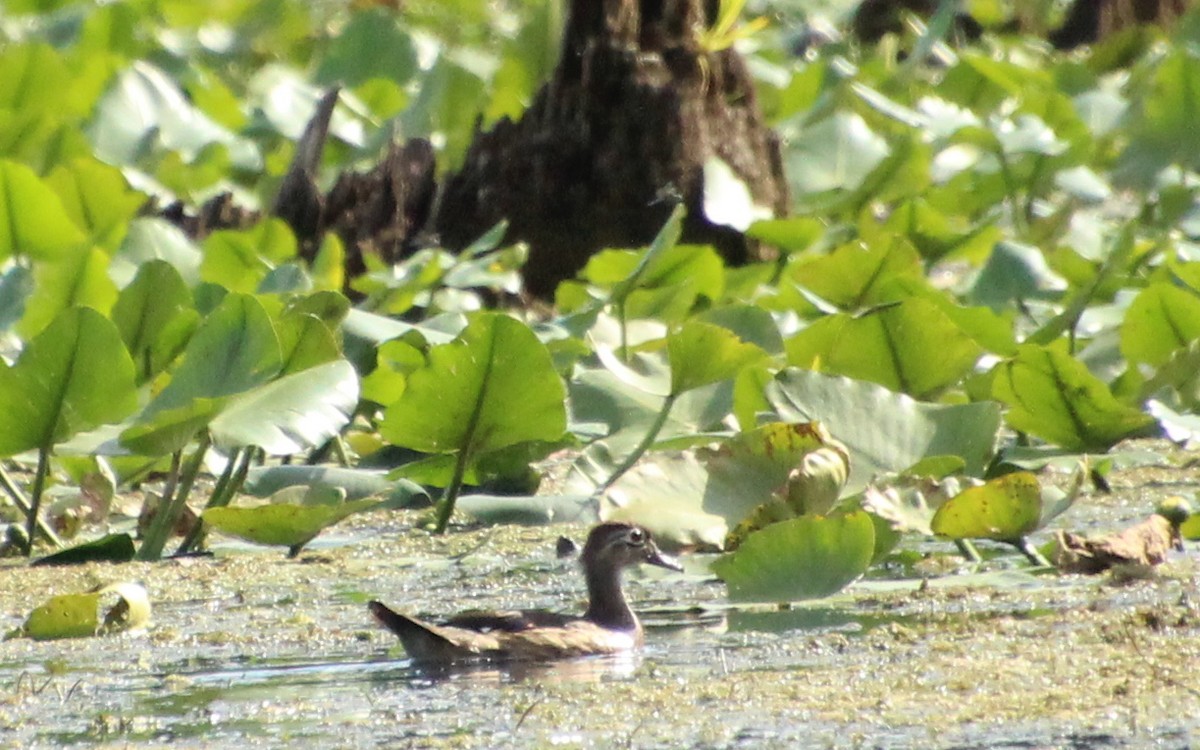 Wood Duck - ML641121879