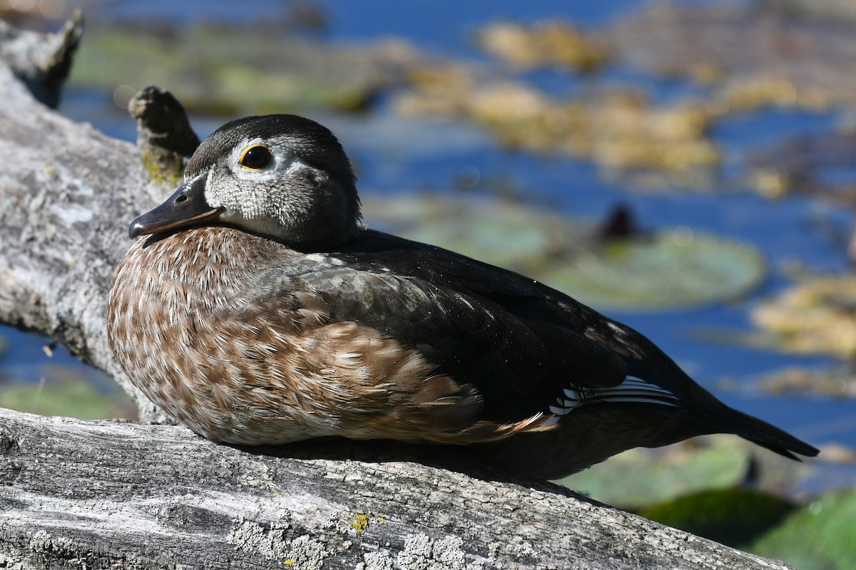 Wood Duck - ML641121898