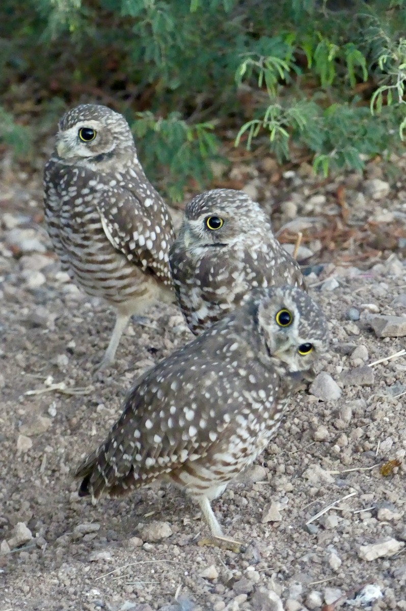 Burrowing Owl - ML641121907