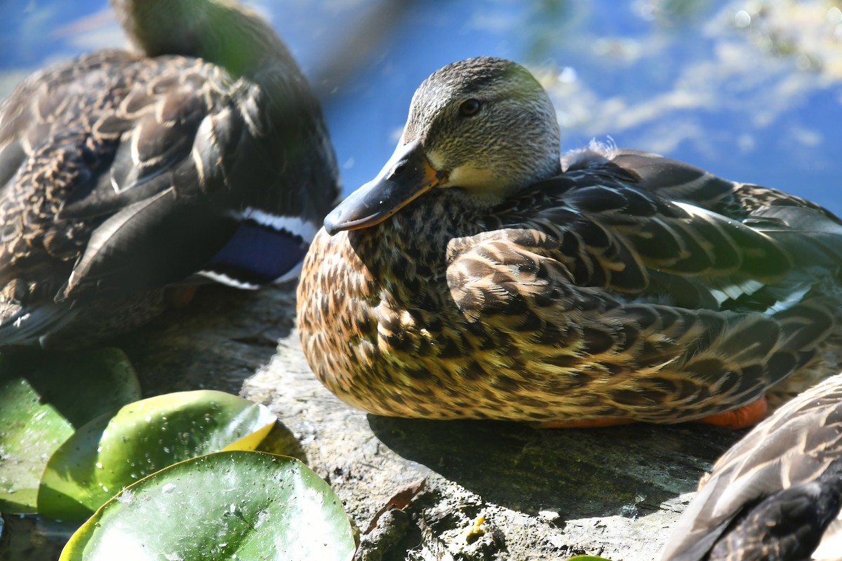 Mallard - ML641121928