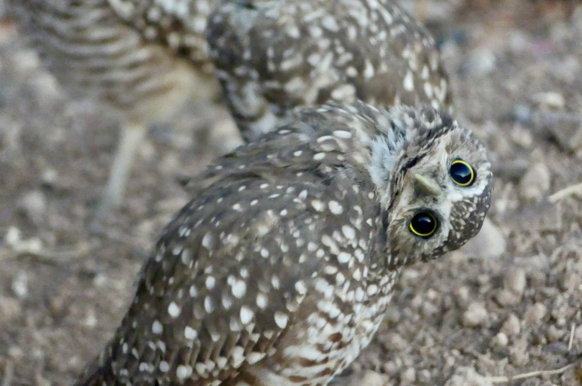 Burrowing Owl - ML641121933