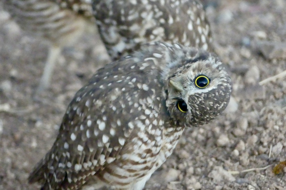 Burrowing Owl - ML641121934