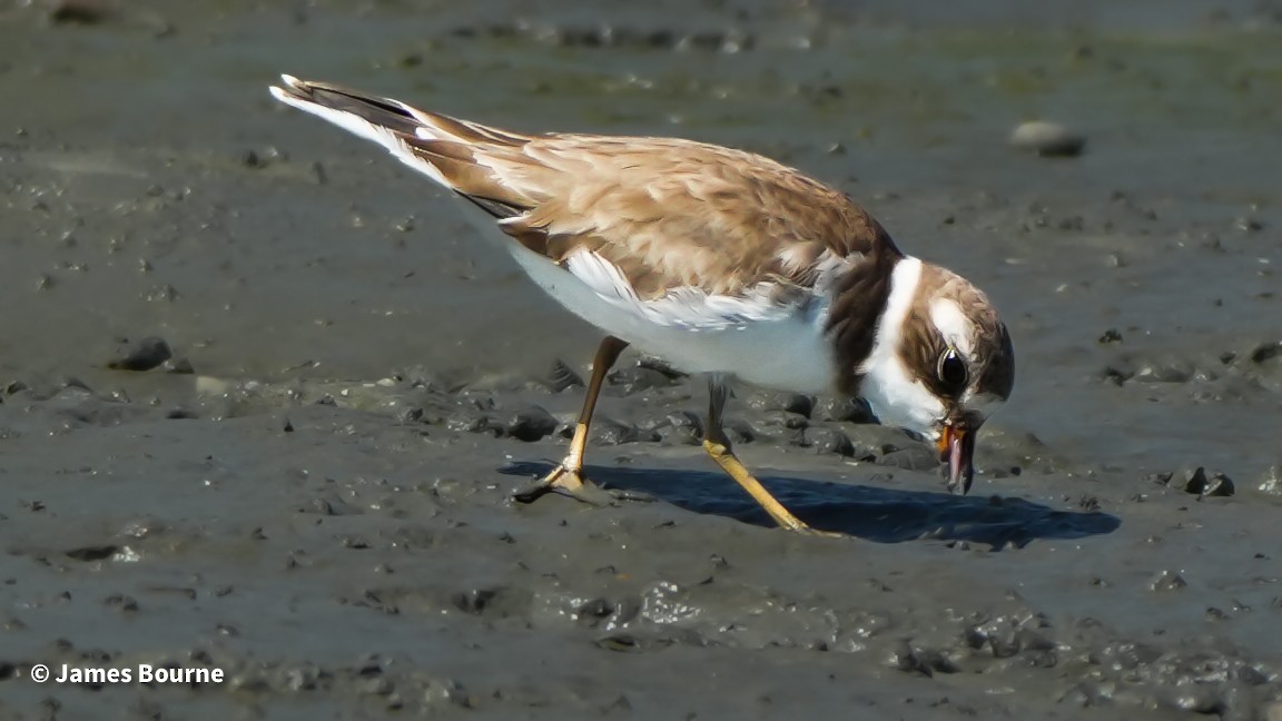 Semipalmated Plover - ML641121938
