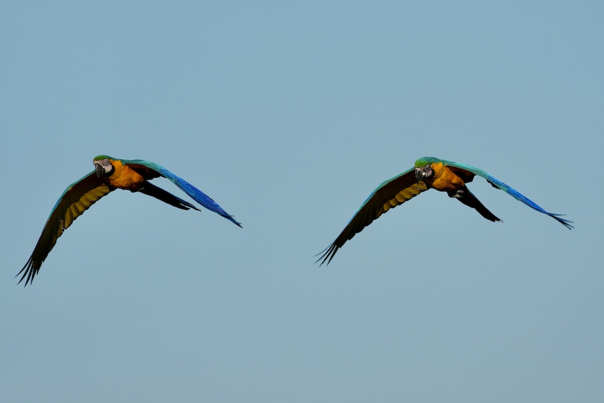 Blue-and-yellow Macaw - ML641121940