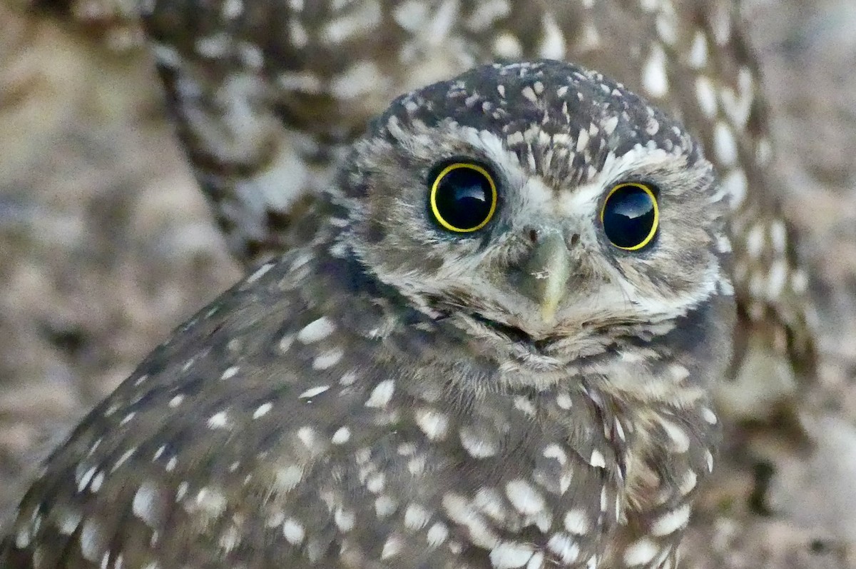 Burrowing Owl - ML641121946