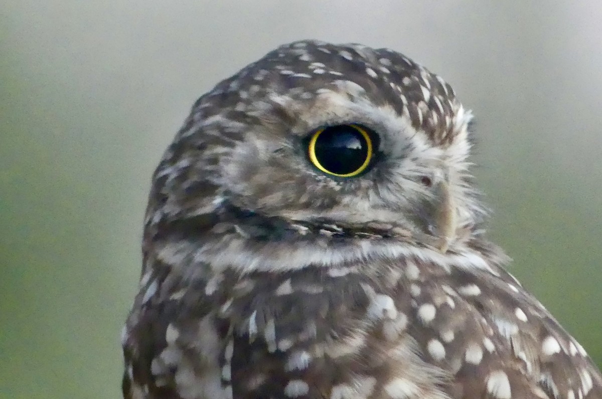 Burrowing Owl - ML641121947