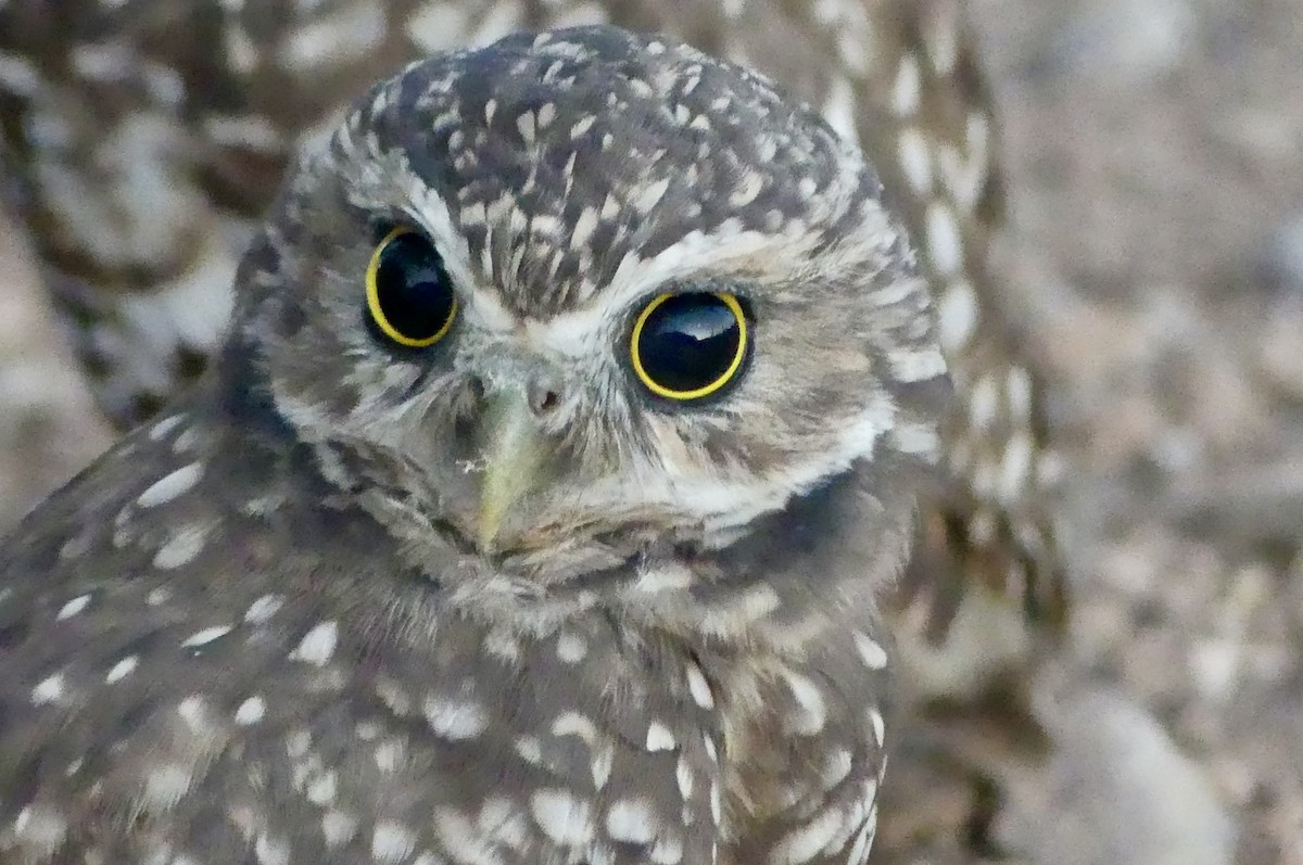 Burrowing Owl - ML641121956