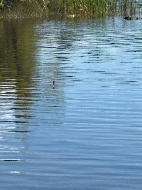 Pied-billed Grebe - ML641121958