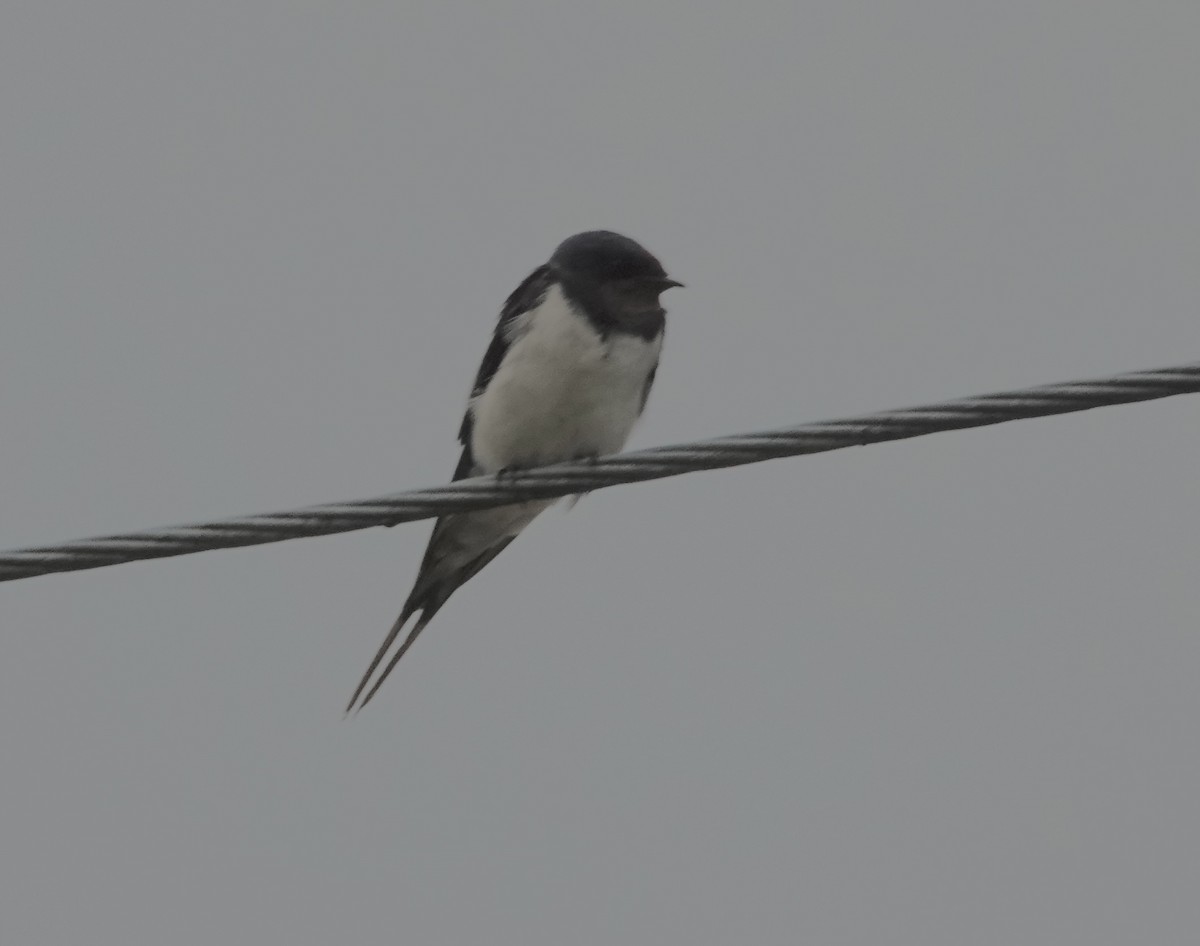 Hirondelle rustique - ML641121977