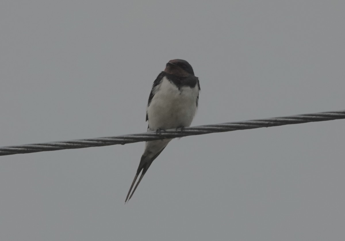 Hirondelle rustique - ML641121978