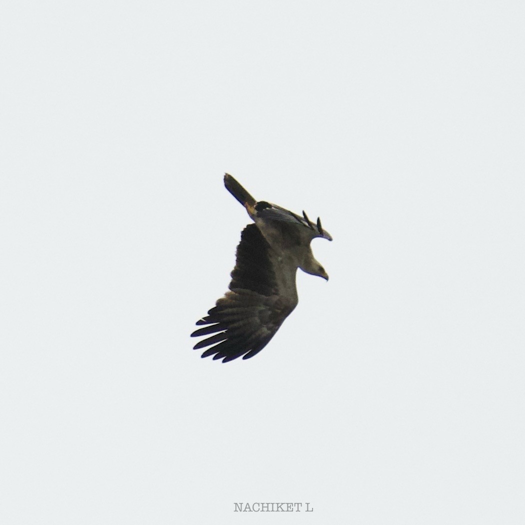 Tawny Eagle - ML641121980
