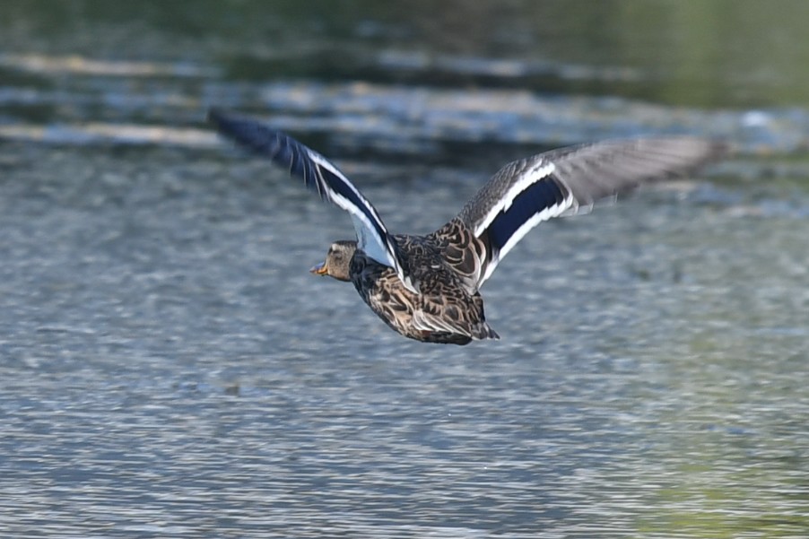Mallard - ML641121988