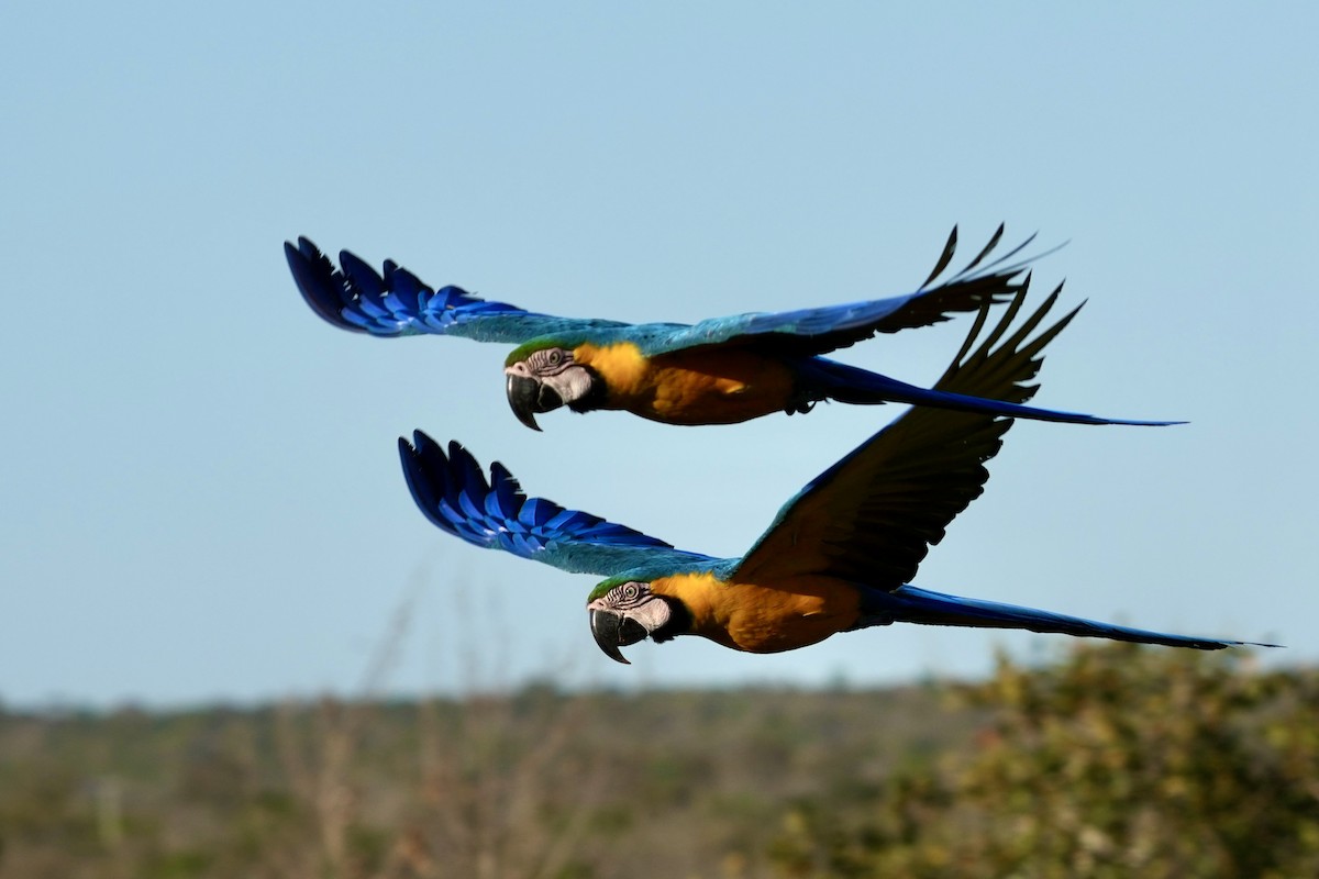 Blue-and-yellow Macaw - ML641122002