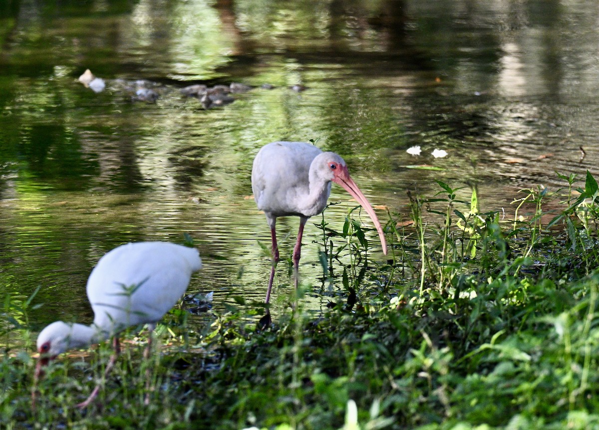 Ibis blanc - ML641122017