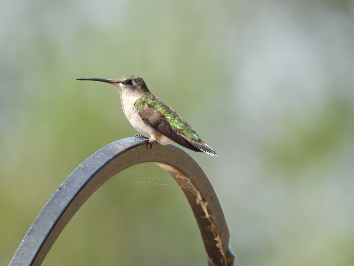 Ruby-throated Hummingbird - ML641122021