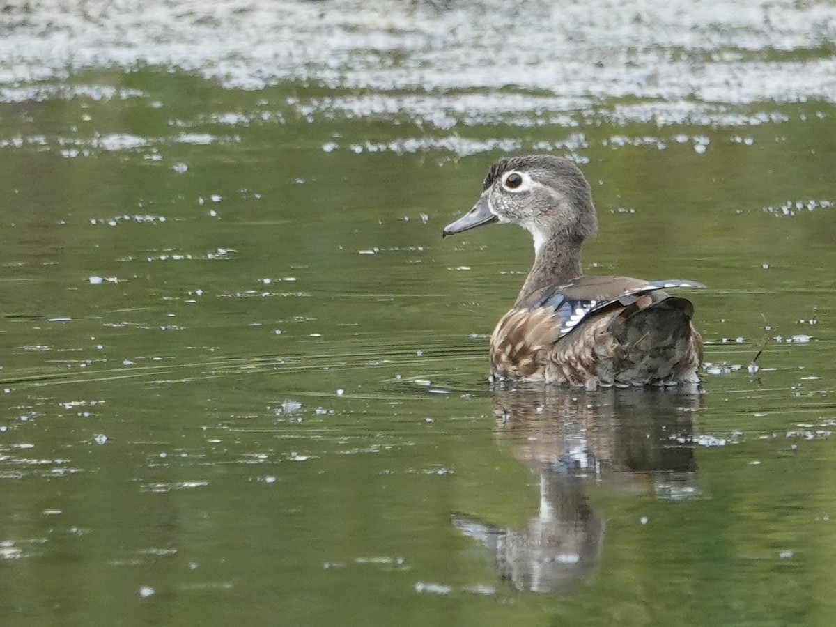 Wood Duck - ML641122032