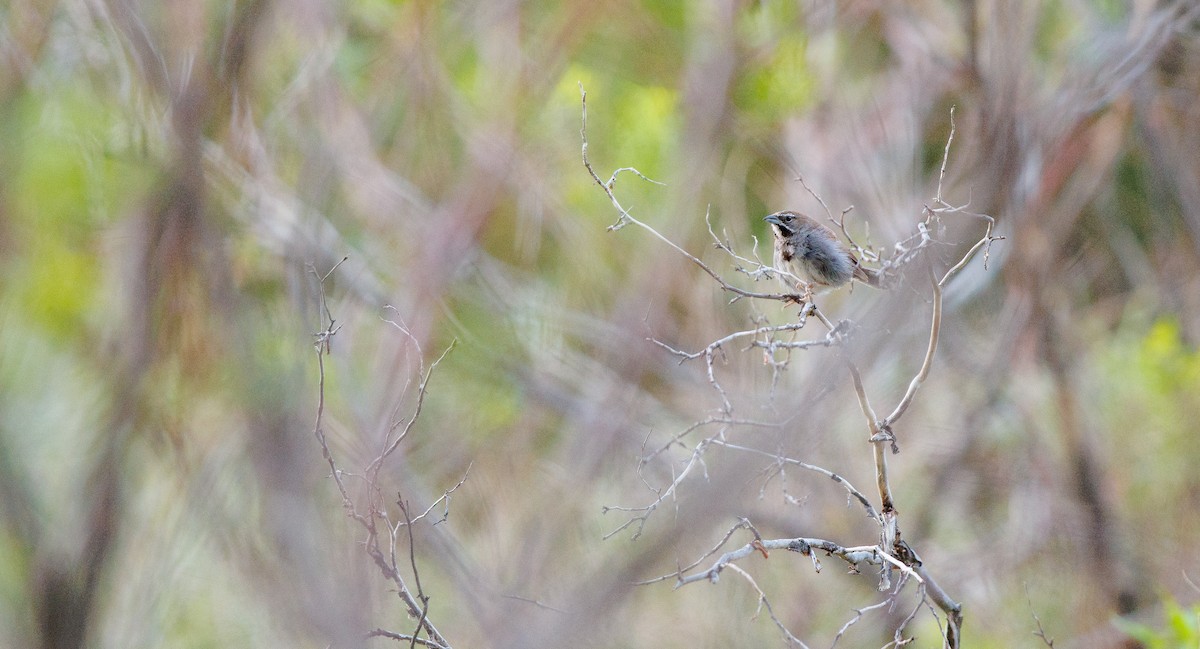 Five-striped Sparrow - ML641122037