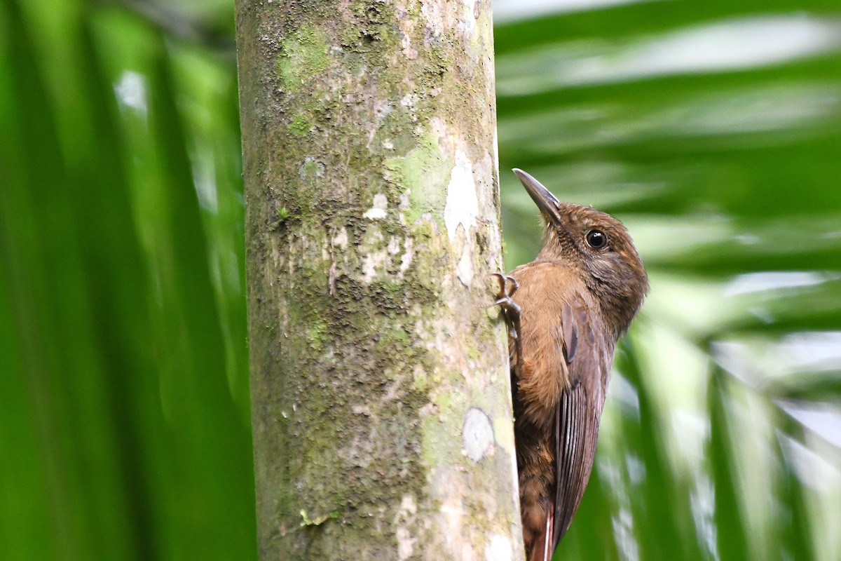 Plain-winged Woodcreeper - ML641122046