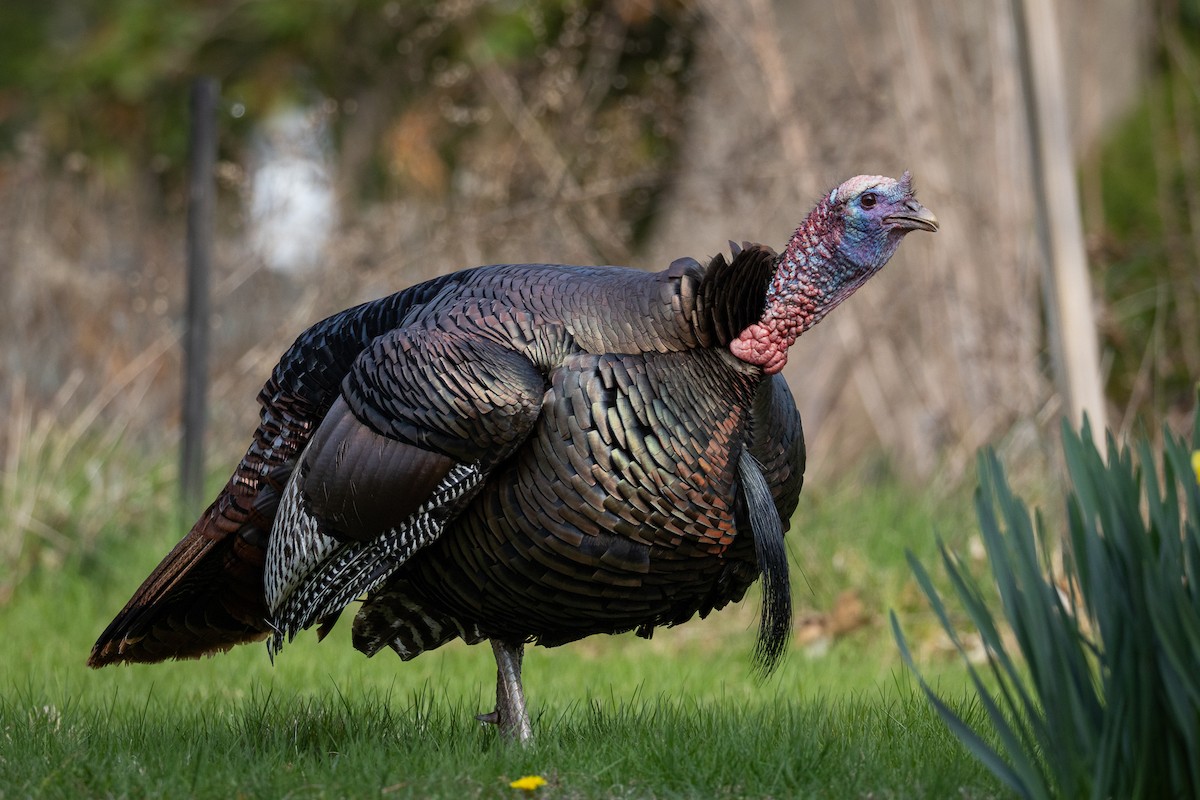 Wild Turkey - ML641122065
