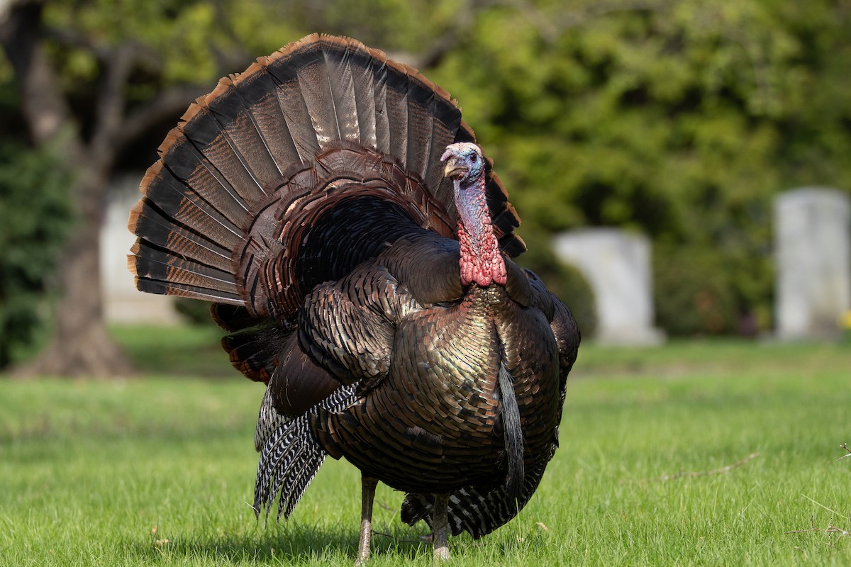 Wild Turkey - ML641122066