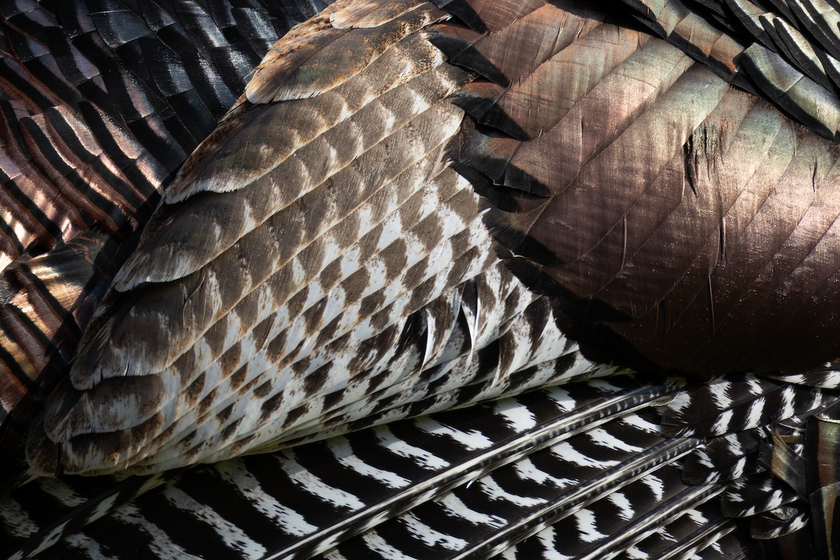 Wild Turkey - ML641122067