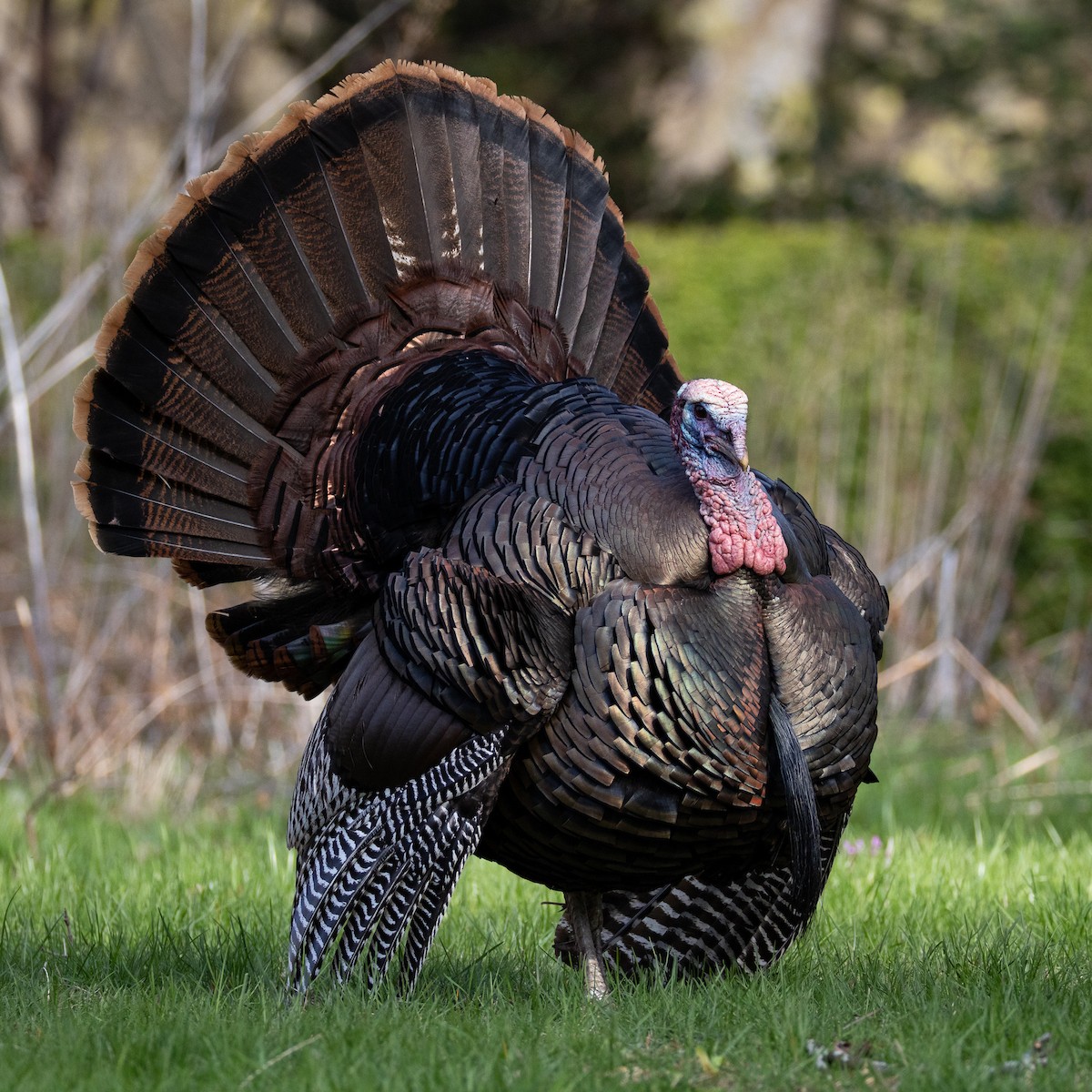 Wild Turkey - ML641122069