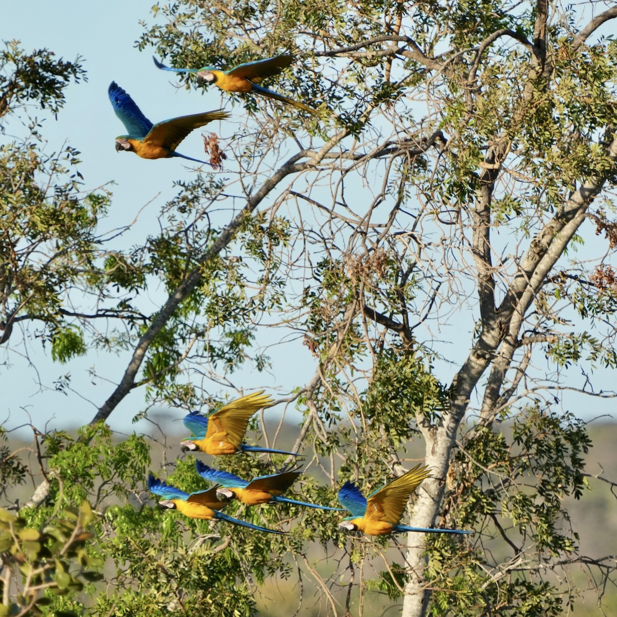 Blue-and-yellow Macaw - ML641122098