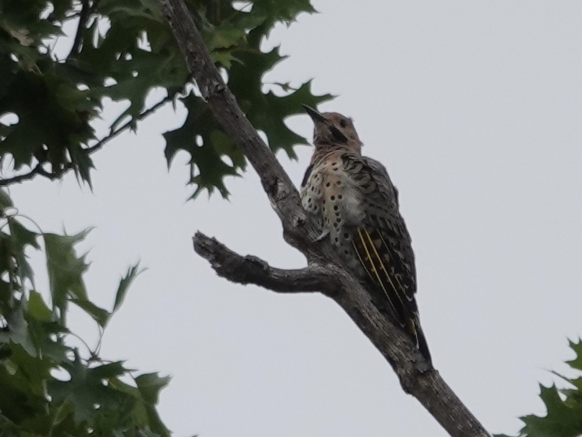 Northern Flicker - ML641122105