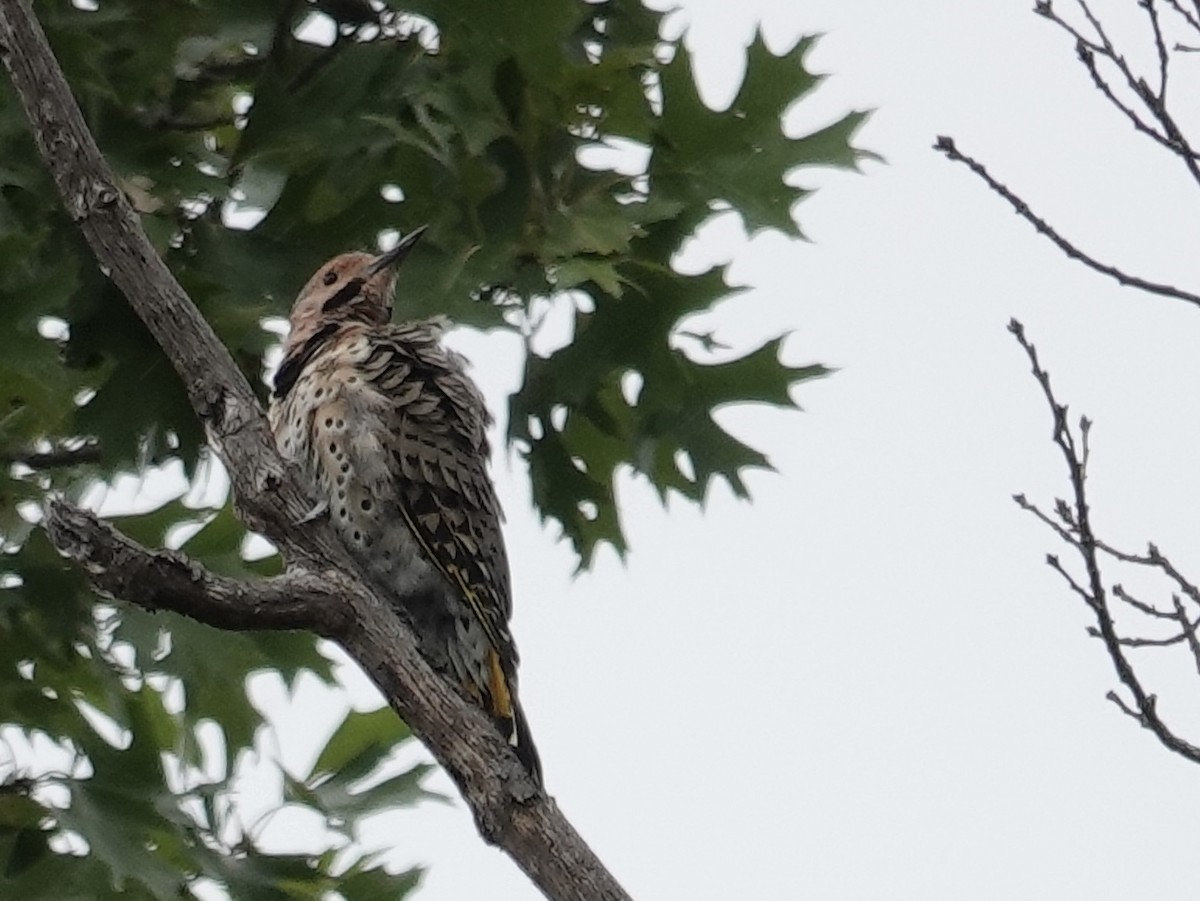 Northern Flicker - ML641122106