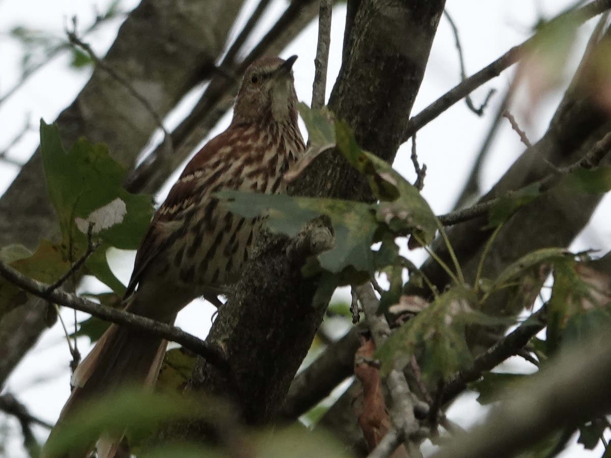 Brown Thrasher - ML641122137