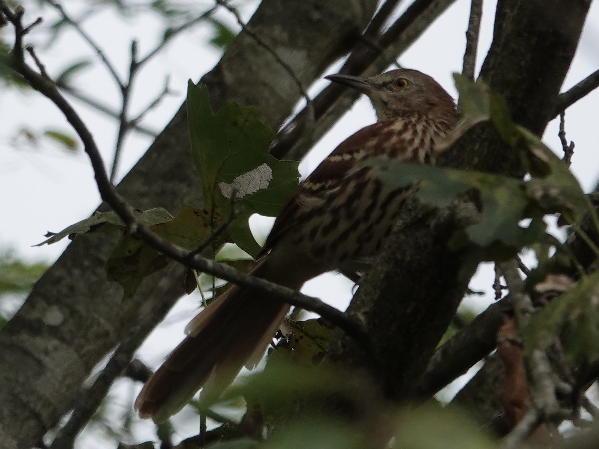 Brown Thrasher - ML641122139