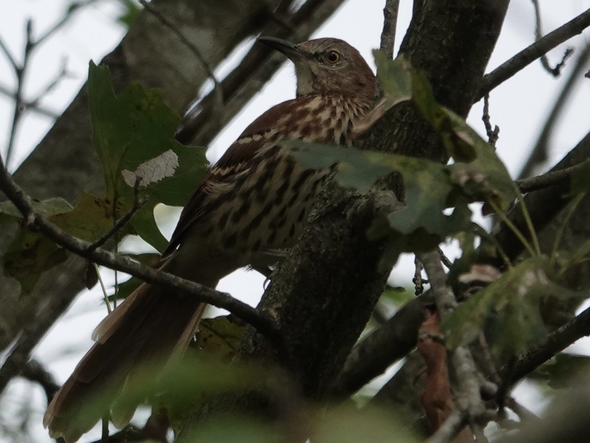Brown Thrasher - ML641122140