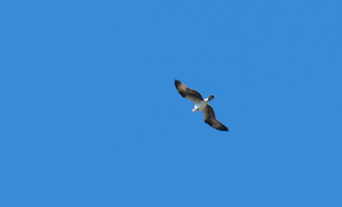 fiskeørn - ML641122148