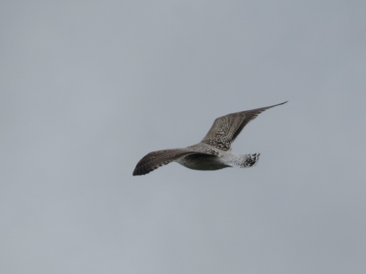 Great Black-backed Gull - ML641122155